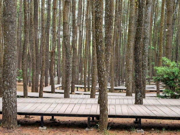 O caminho de madeira também conhecido como passarela na floresta de pinheiros Pinus merkusii de Sumatra, na Indonésia