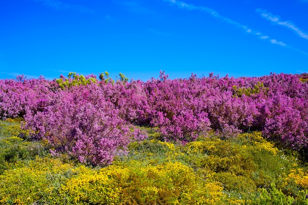 O caminho de Saint James em Leon montanhas rosa