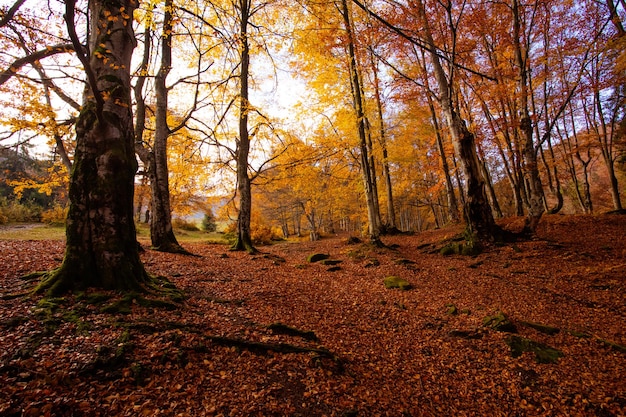 Foto o caminho está levando na floresta de outono