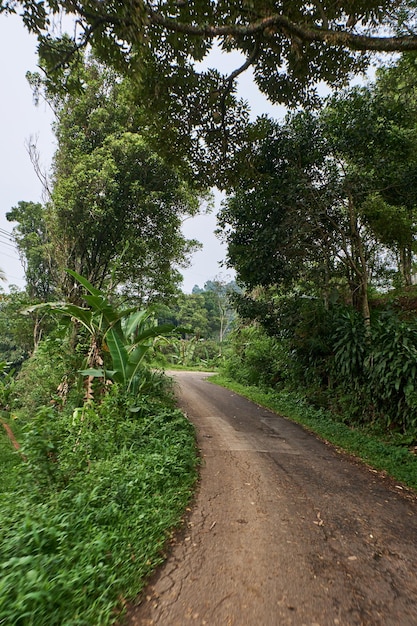 O caminho estreito e desgastado em meio a florestas verdes, adequado para apenas um carro