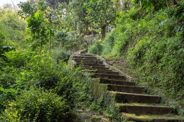 O caminho para a grande caverna na floresta tropical na primavera