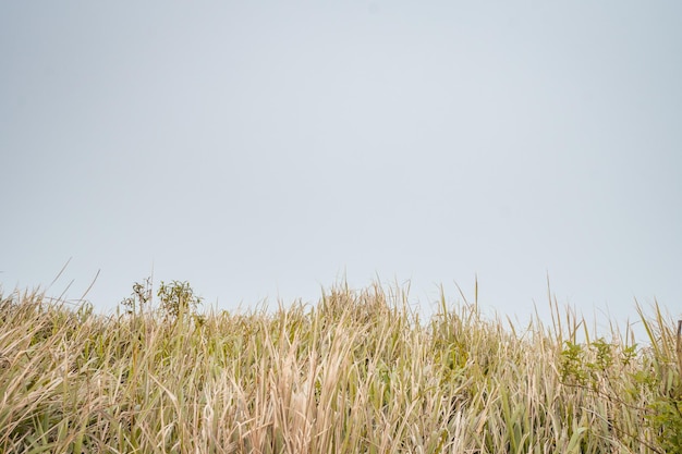 O caminho para o pico da montanha com Savana e vibrações nebulosas