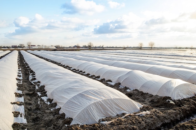 O campo agrícola da plantação é coberto com spunbond e um efeito estufa de membrana de plástico