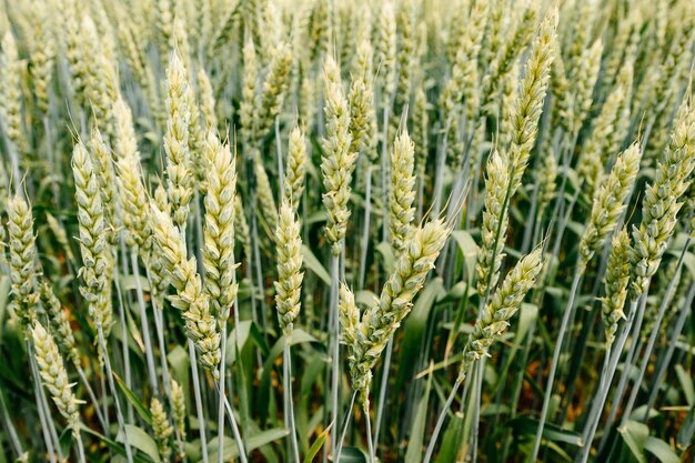 O campo agrícola ucraniano com trigo ainda é trigo verde verde no campo