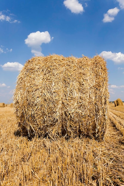 O campo agrícola