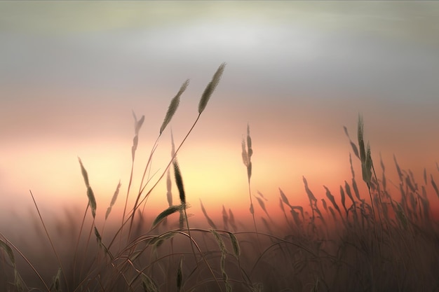 O campo ao pôr do sol Vista da grama se ergue contra um céu empoeirado um cenário natural sereno