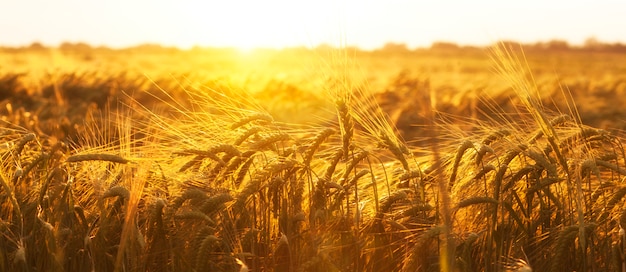 O campo com trigo no pôr do sol