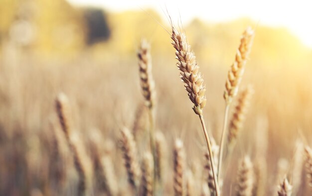 O campo com trigo no pôr do sol