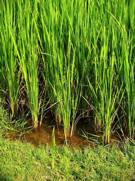 O campo de arroz Laos