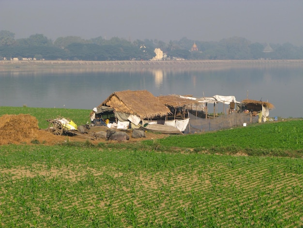 O campo de arroz na costa do lago taungthaman amarapura myanmar