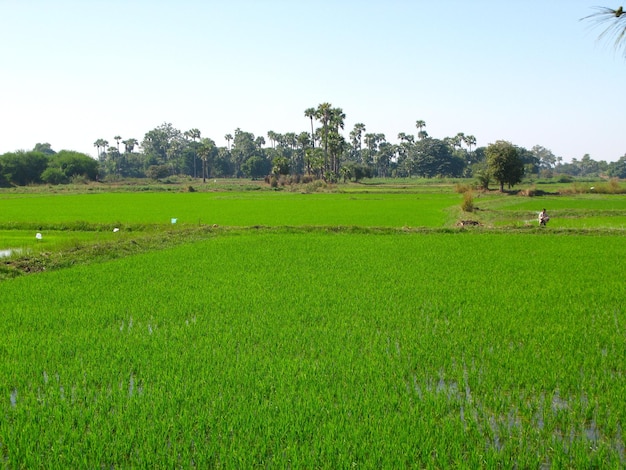 O campo de arroz na pequena aldeia myanmar