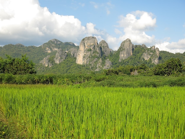 o campo de arroz verde com a bela montanha