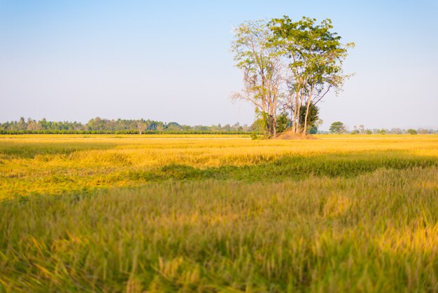 O campo de arroz