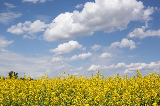 O campo de colza floresce com flores amarelas brilhantes e o fundo do céu azul