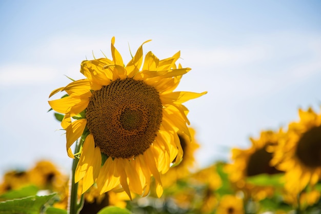 O campo de girassol floresce no verão. Foco seletivo.