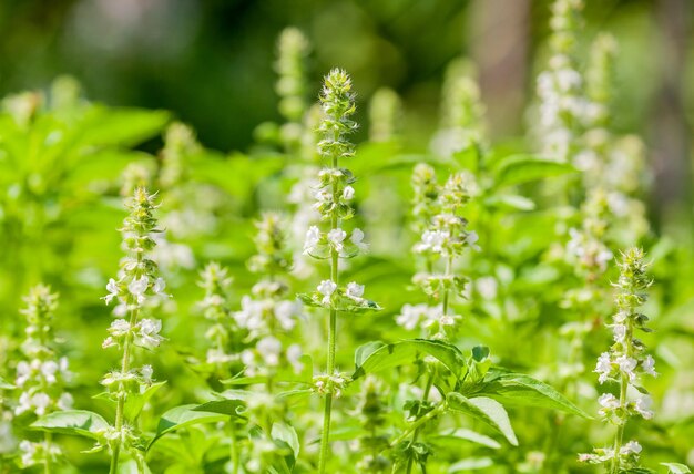 O campo de manjericão com flores de erva para aromaterapia