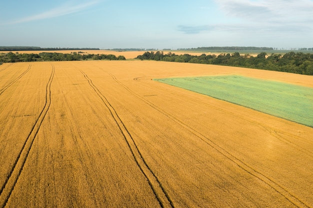 O campo de trigo amarelo e a plantação de aveia verde são um ângulo de tiro alto em um dia claro de verão pro ...