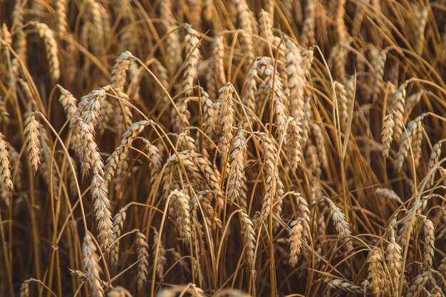 O campo de trigo é amarelo no verão. Foco seletivo. Natureza.