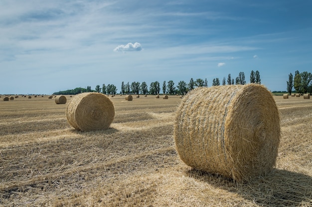 O campo de trigo inclinado com palheiros