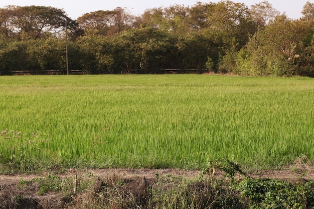 O campo do arroz da paisagem antes do por do sol tem o tom alaranjado claro em Tailândia