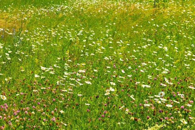 O campo floresce com diferentes flores silvestres em um dia ensolarado