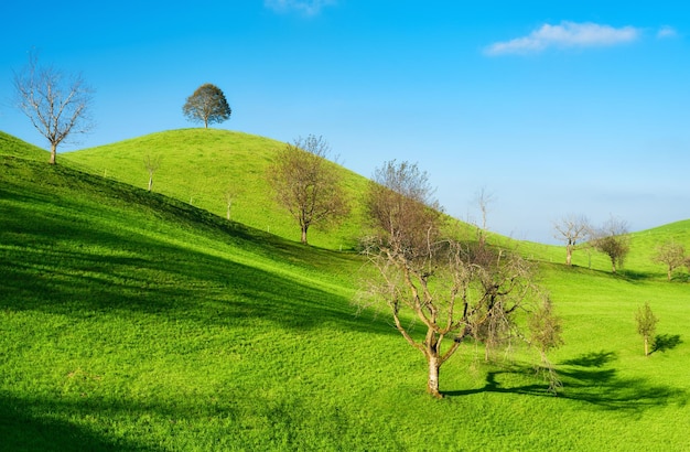 O campo suíço Árvore no topo da colina Campos e pastagens Paisagem agrícola no verão Foto de alta resolução