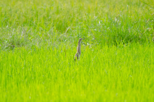 o campo verde natural para o fundo