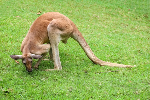 O canguru fica e come grama no jardim