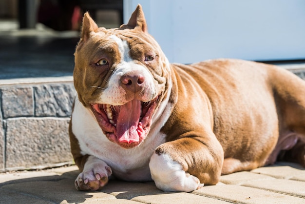 O cão American Bully de cor vermelha está deitado na porta