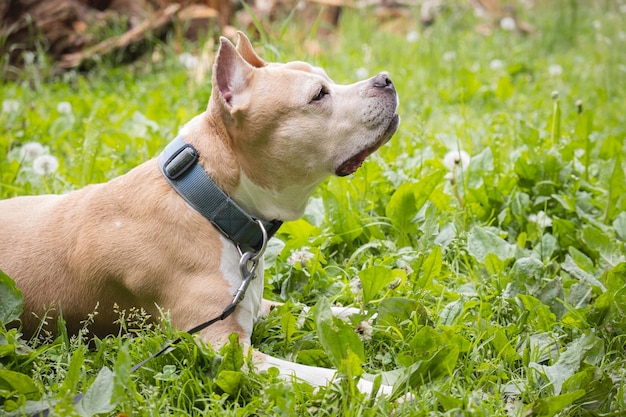 O cão American Staffordshire terrier encontra-se na grama