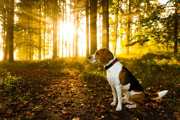 O cão beagle sentado na névoa da floresta de outono contra os raios do sol brilhando através das árvores