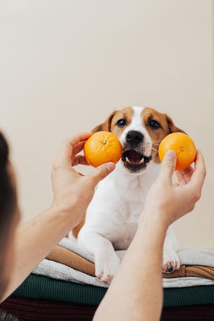 O cão bonito jack russell terrier está em uma pilha de suéteres e quer comer uma tangerina