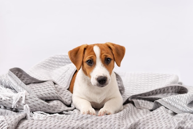 O cão bonito jack russell terrier está sob um cobertor cinza em um fundo branco