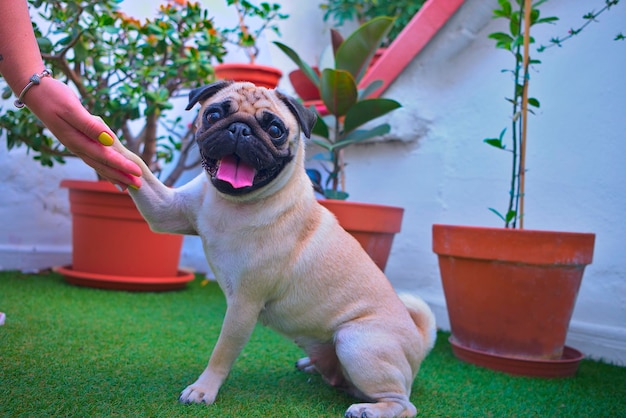 Foto o cão carlino é um cão pequeno muito apreciado como animal de estimação por seu tamanho e por ser muito sociável