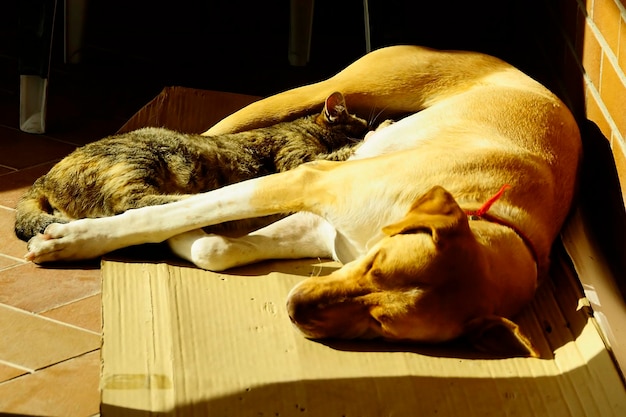 O cão chamado de cão doméstico ou pode