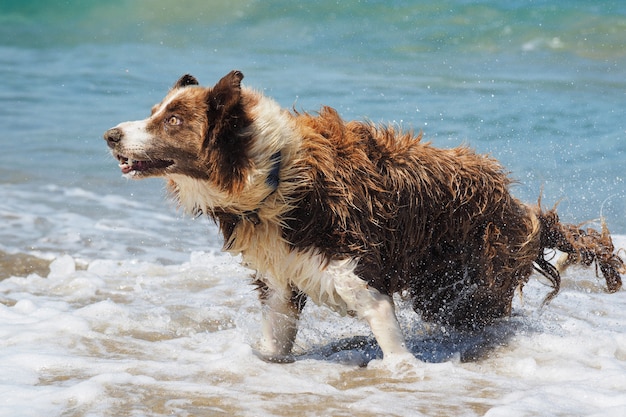 O cão collie sacode a água depois de nadar no oceano. cão engraçado.