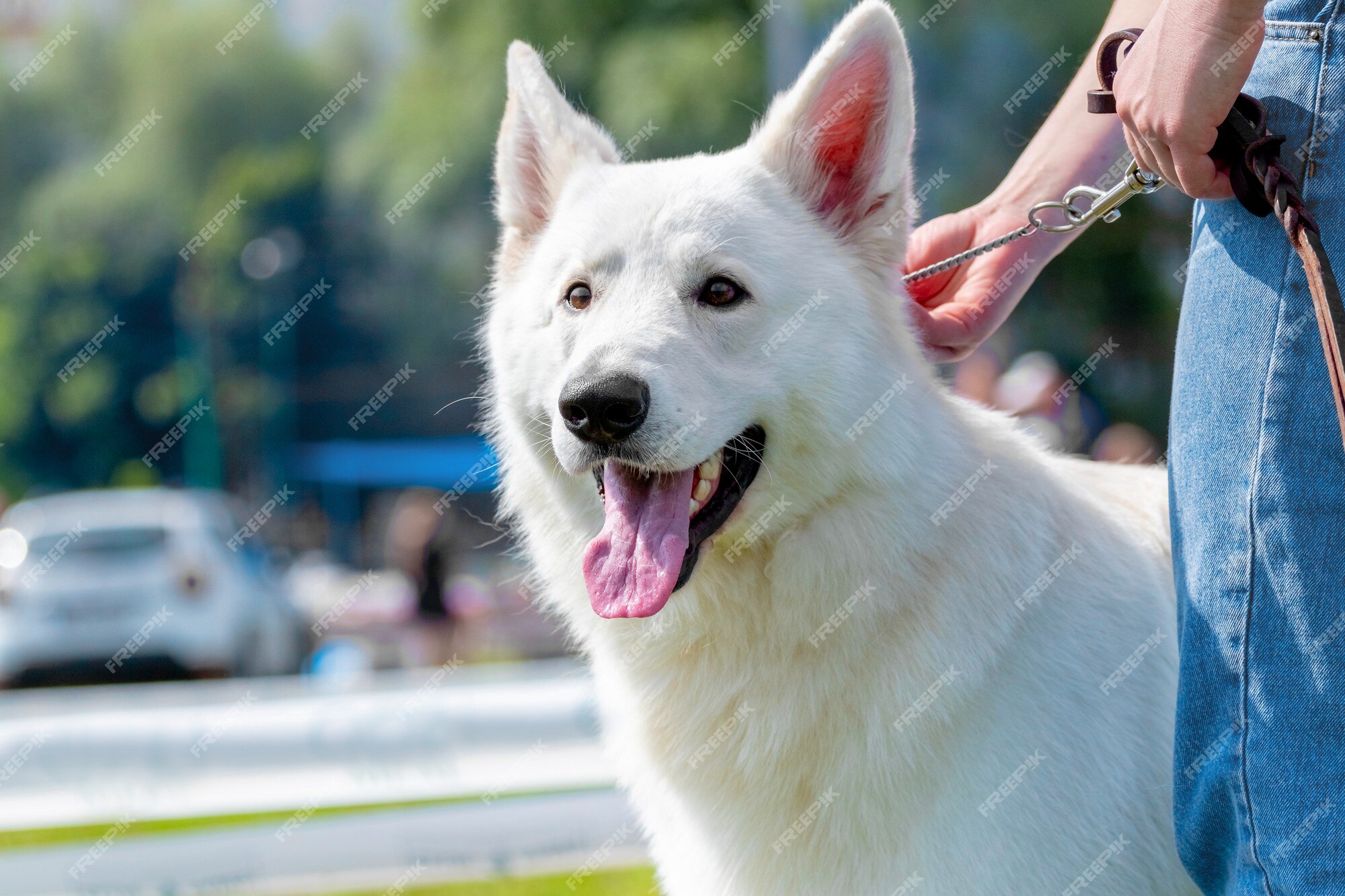 Pastor Branco Suíço: saiba tudo sobre a raça! - Blog AZ Petshop - Dicas  para cuidar do seu pet!