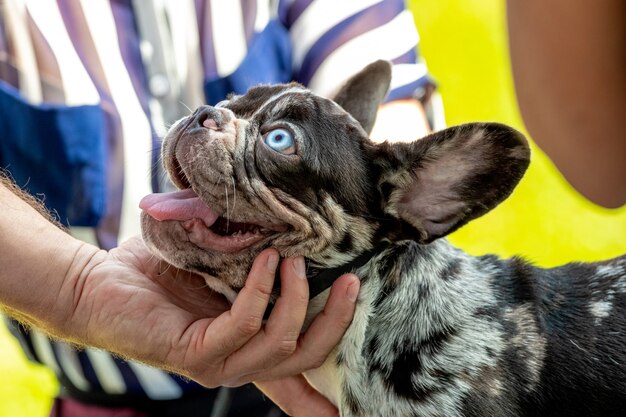 O cão da raça boston terrier olha para o seu dono com devoção