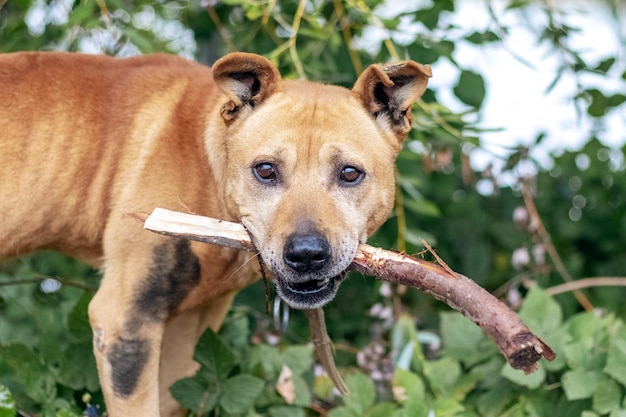 O cão da raça pit bull terrier segura um pau nos dentes durante o treinamento