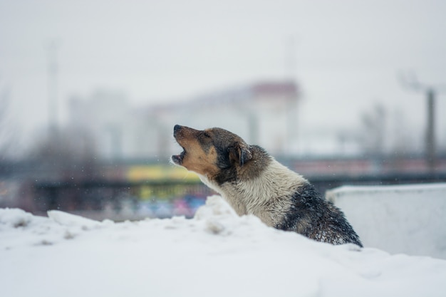 O cão de jarda senta-se na neve no inverno.