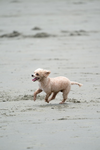 O cão de poça ativo feliz corre e pula na praia de BangSean, na província de Chonburi, Tailândia