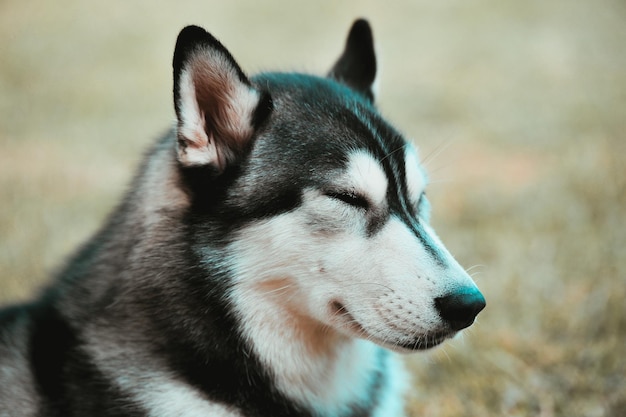 O cão de raça pura do retrato Siberian Husky dorme na grama