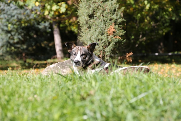 Foto o cão deita-se em uma clareira em uma grama verde no verão em um dia ensolarado