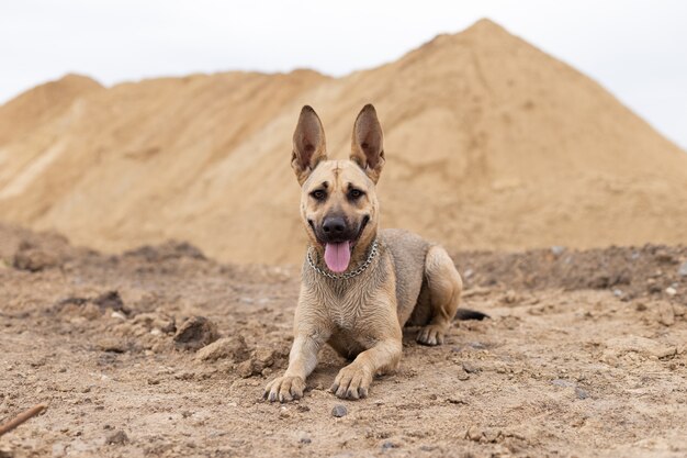 O cão deita-se na areia o cão obedece aos comandos