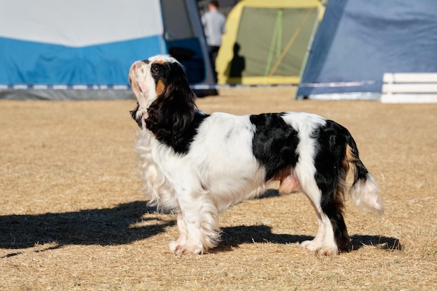 O cão do cavaleiro da raça King Charles na visão de rack do lado