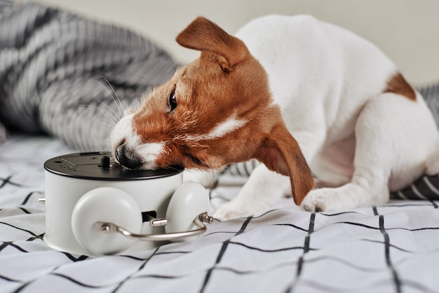 O cão do terrier de jack russell mordisca o despertador do vintage na cama. acorde e conceito de manhã