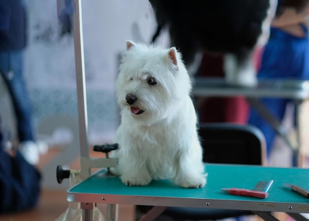 O cão do West Highland White Terrier após o corte se senta sobre a mesa