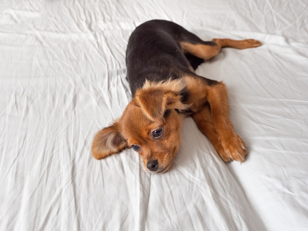 O cão doente está deitado sobre uma superfície branca. cão terrier de brinquedo russo, copie o espaço.