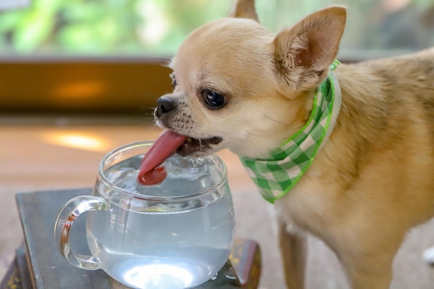 Foto o cão enrola a língua para dentro e pega água para beber