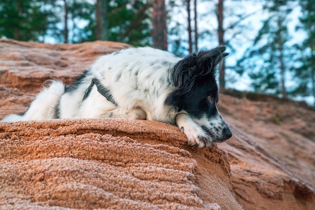 O cão está deitado numa encosta arenosa no contexto da floresta.